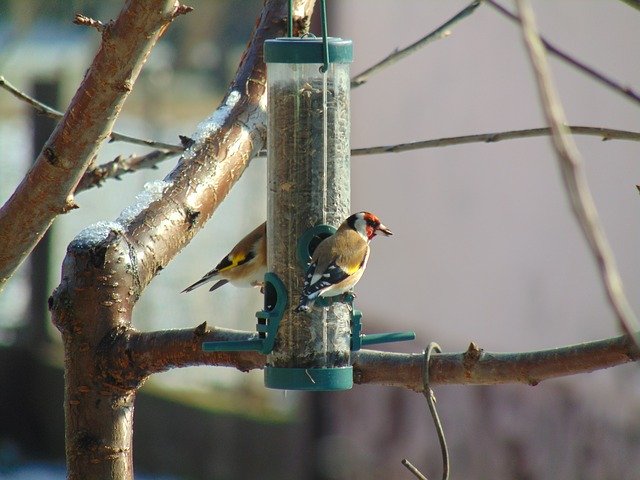 Descarga gratuita European Goldfinch Winter: foto o imagen gratuita para editar con el editor de imágenes en línea GIMP