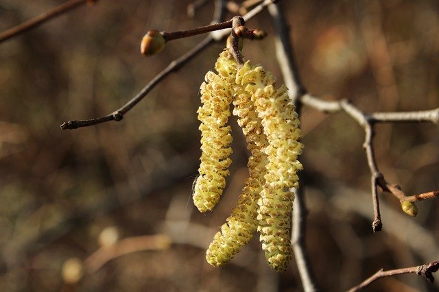 Unduh gratis European Hazelnut Branch Bush - foto atau gambar gratis untuk diedit dengan editor gambar online GIMP