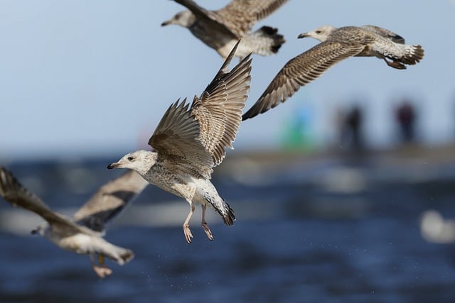 Free download european herring gull gull bird free picture to be edited with GIMP free online image editor