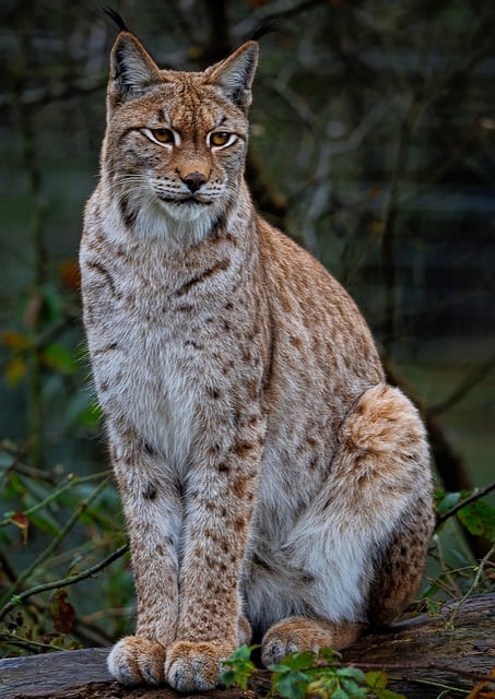 Free download european lynx eurasian lynx lynx free picture to be edited with GIMP free online image editor