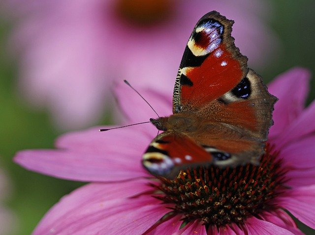 Free download European Peacock Butterfly Flower -  free photo or picture to be edited with GIMP online image editor