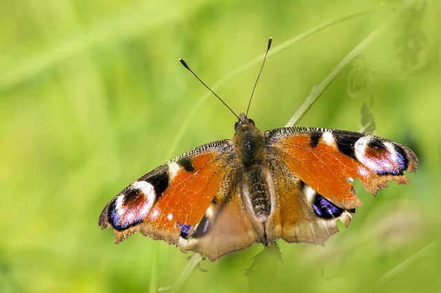 Free download european peacock inachis io insect free picture to be edited with GIMP free online image editor