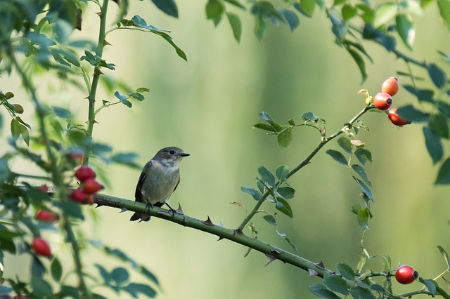 Free download european pied flycatcher free picture to be edited with GIMP free online image editor