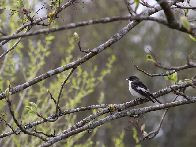 Free download european pied flycatcher bird spring free picture to be edited with GIMP free online image editor