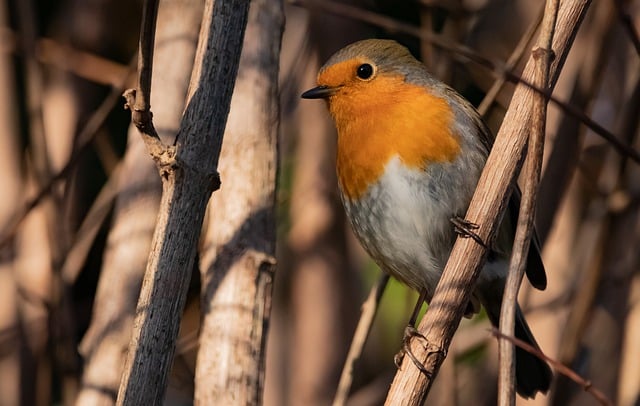 GIMP मुफ्त ऑनलाइन छवि संपादक के साथ संपादित करने के लिए यूरोपीय रॉबिन पक्षी पशु मुक्त तस्वीर मुफ्त डाउनलोड करें