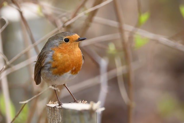 Free download european robin bird branch sitting free picture to be edited with GIMP free online image editor
