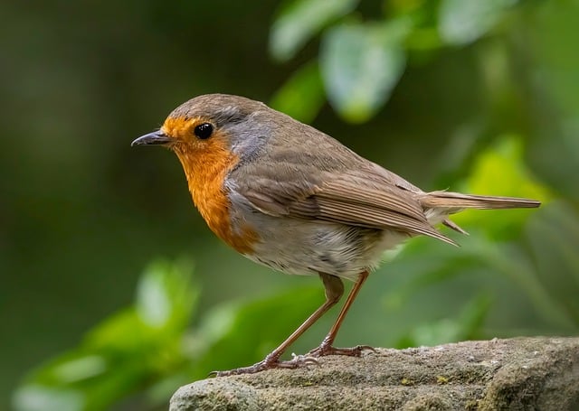 Free download european robin bird ornithology free picture to be edited with GIMP free online image editor