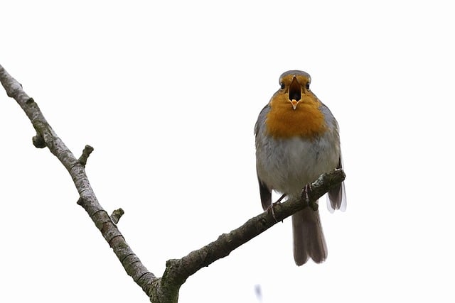 Free download european robin robin redbreast bird free picture to be edited with GIMP free online image editor