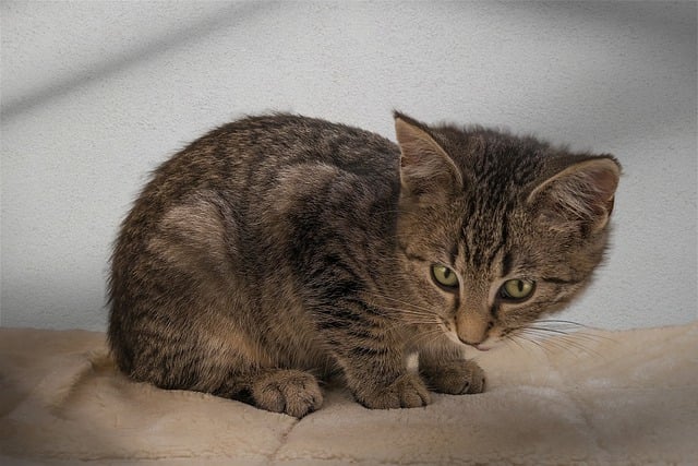 Free download european shorthair cat pet kitten free picture to be edited with GIMP free online image editor