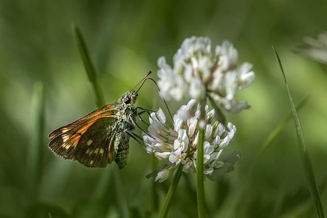 Free download european skipper butterfly flower free picture to be edited with GIMP free online image editor