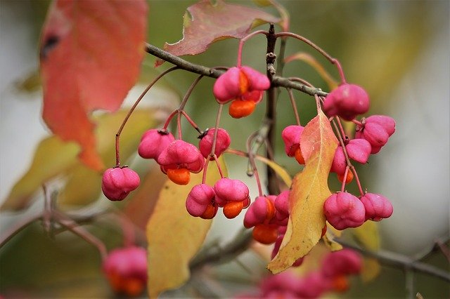 Download gratuito European Spindle Euonymus: foto o immagine gratuita da modificare con l'editor di immagini online GIMP