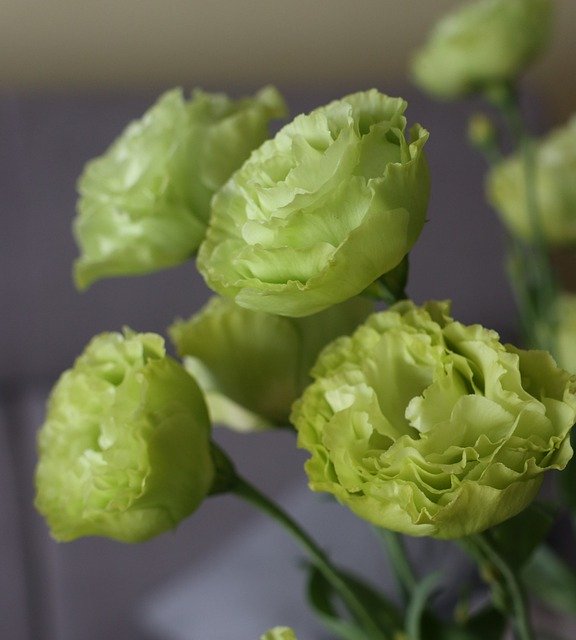 Descarga gratuita Eustoma Flowers Bouquet: foto o imagen gratuita para editar con el editor de imágenes en línea GIMP