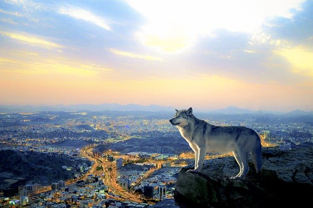 Bezpłatne pobieranie Evening City Wolf - darmowe zdjęcie lub obraz do edycji za pomocą internetowego edytora obrazów GIMP