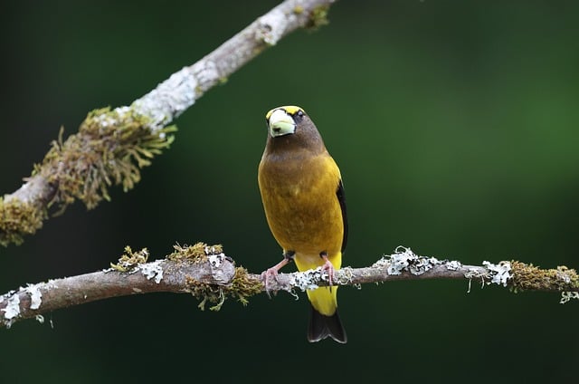 Free download evening grosbeak bird nature free picture to be edited with GIMP free online image editor