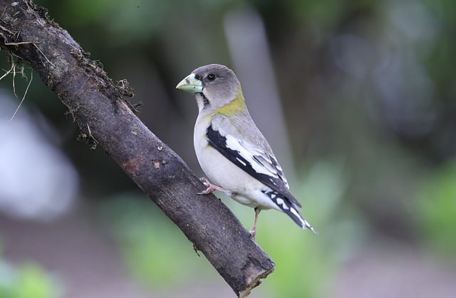 Free download evening grosbeak grosbeak free picture to be edited with GIMP free online image editor