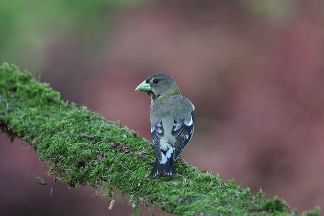 Free download evening grosbeak grosbeak bird free picture to be edited with GIMP free online image editor