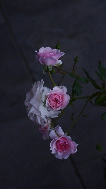 免费下载 Night Host Roses Pink Close - 使用 GIMP 在线图像编辑器编辑的免费照片或图片