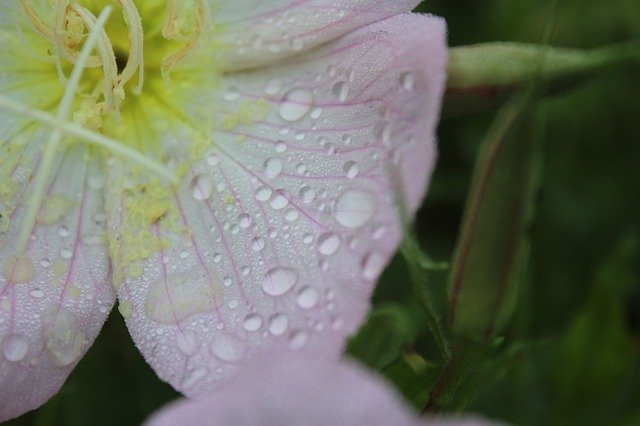 Free download Evening Primrose Rain Bloom -  free photo or picture to be edited with GIMP online image editor