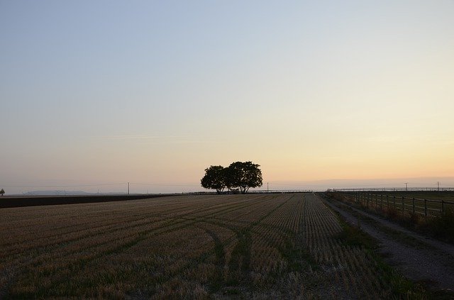 تنزيل Evening Sky Tree Nature مجانًا - صورة مجانية أو صورة مجانية ليتم تحريرها باستخدام محرر الصور عبر الإنترنت GIMP