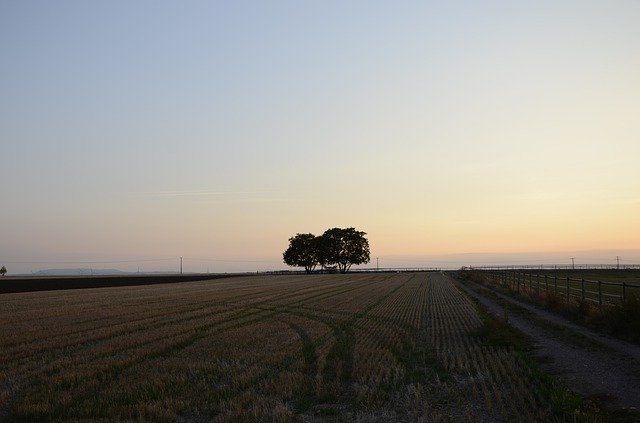 Gratis download Evening Sky Tree Nature - gratis foto of afbeelding om te bewerken met GIMP online afbeeldingseditor