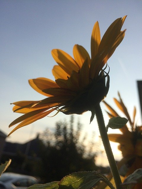 Unduh gratis Evening Sunflower Sunset - foto atau gambar gratis untuk diedit dengan editor gambar online GIMP