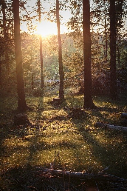 ดาวน์โหลดฟรี Evening Tree So - ภาพถ่ายหรือรูปภาพฟรีที่จะแก้ไขด้วยโปรแกรมแก้ไขรูปภาพออนไลน์ GIMP