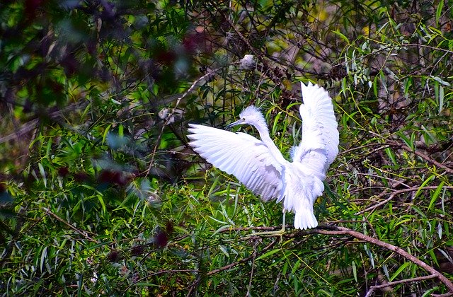 הורדה חינם Everglades Snowy - תמונה או תמונה בחינם לעריכה עם עורך התמונות המקוון GIMP