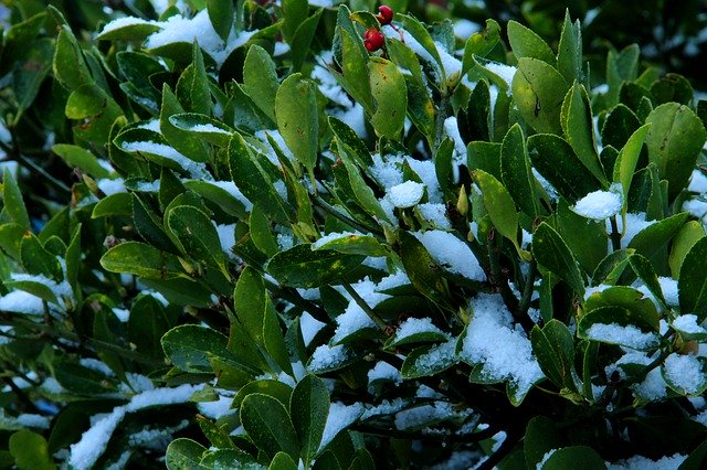 Free download Evergreen Tree Holiday - Event -  free photo or picture to be edited with GIMP online image editor