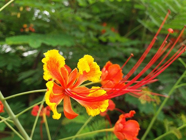 Безкоштовно завантажте Every Flower — безкоштовну фотографію чи зображення для редагування за допомогою онлайн-редактора зображень GIMP