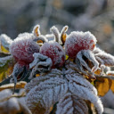 Everything freezes  screen for extension Chrome web store in OffiDocs Chromium