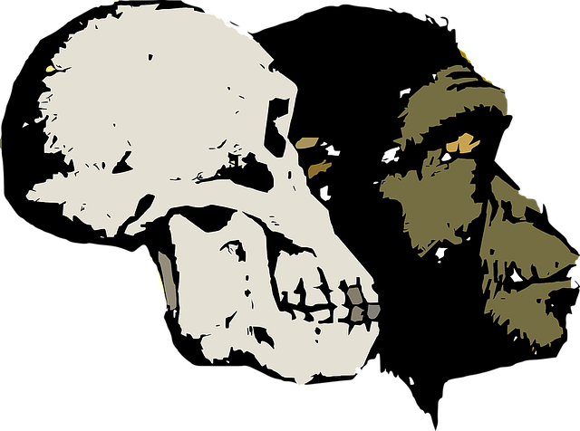 Free download Evolution Skull Head - Free vector graphic on Pixabay free illustration to be edited with GIMP free online image editor