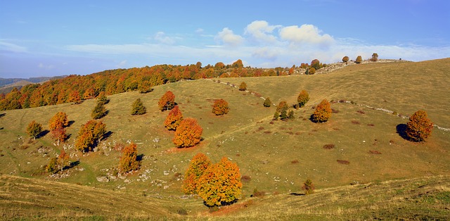 Free download excursion trees autumn mountain free picture to be edited with GIMP free online image editor