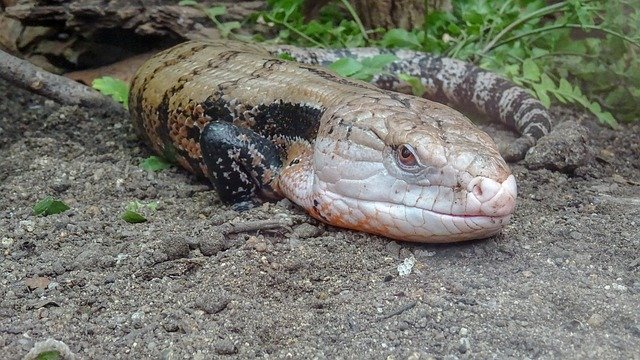 Free download Exotic Eidechse Wild -  free photo or picture to be edited with GIMP online image editor