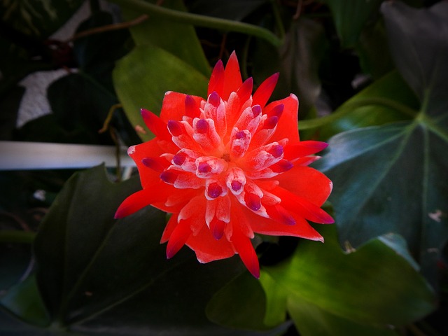 Free download exotic flower flowers yard plant free picture to be edited with GIMP free online image editor