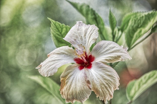 Muat turun percuma Exotic Paradise Close Up - foto atau gambar percuma untuk diedit dengan editor imej dalam talian GIMP