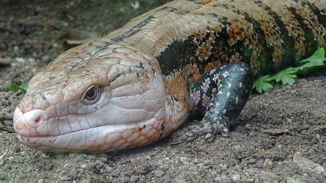 Free download Exotic Zoo Wild -  free photo or picture to be edited with GIMP online image editor