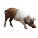 Exuma Pig Runner  screen for extension Chrome web store in OffiDocs Chromium