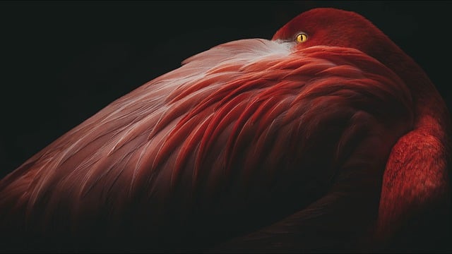 Free download eye bird flamingo feathers plumage free picture to be edited with GIMP free online image editor