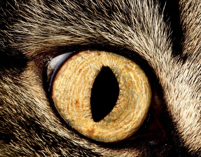 Unduh gratis Eye Cat Look - foto atau gambar gratis untuk diedit dengan editor gambar online GIMP