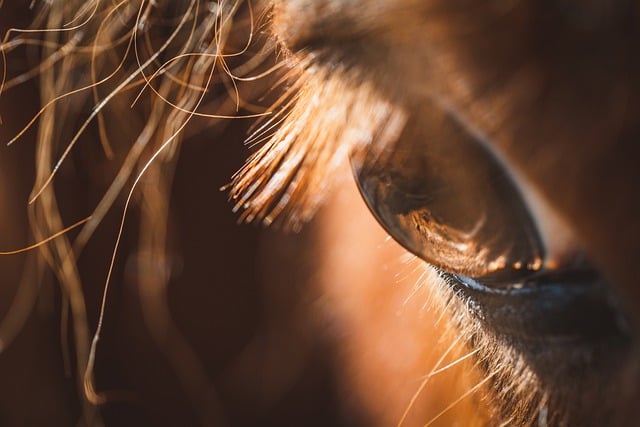 Free download eye horse detail macro pony view free picture to be edited with GIMP free online image editor