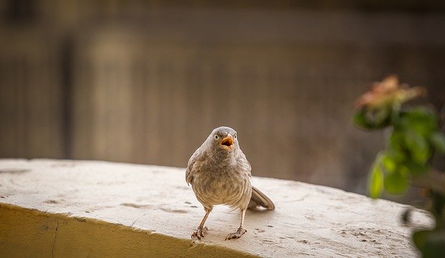 Téléchargement gratuit Yeux Animal Bleu - photo ou image gratuite à modifier avec l'éditeur d'images en ligne GIMP