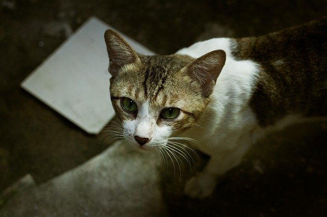 Download gratuito Eyes Cat Animal: foto o immagine gratuita da modificare con l'editor di immagini online GIMP