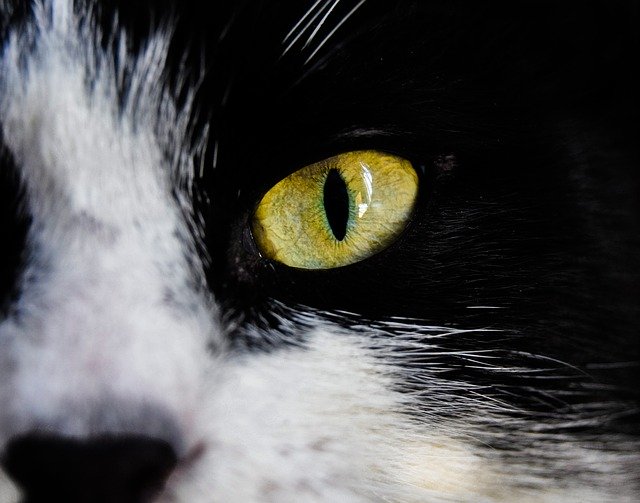 Gratis download Eyes Green Eye Cat - gratis foto of afbeelding die u kunt bewerken met de online GIMP-afbeeldingseditor