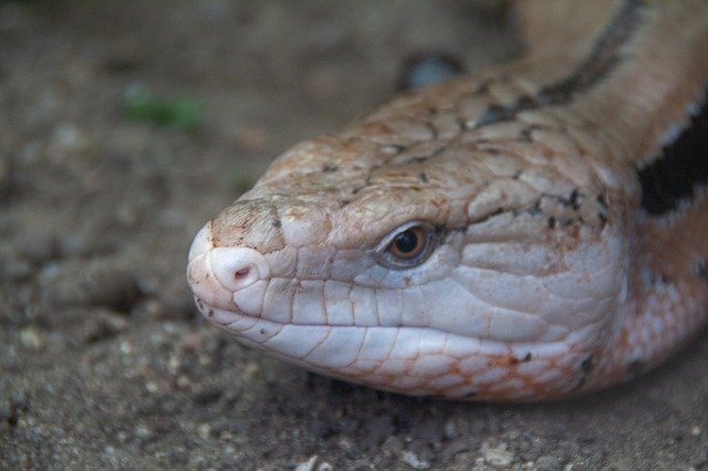 Bezpłatne pobieranie Face Exotic Eidechse - darmowe zdjęcie lub zdjęcie do edycji za pomocą internetowego edytora obrazów GIMP