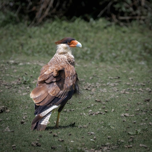 Free download face face carancho caracara plancus free picture to be edited with GIMP free online image editor