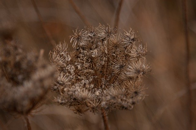 Free download Faded Autumn Brown -  free photo or picture to be edited with GIMP online image editor