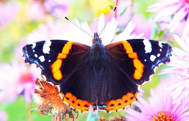 Free download Fair Admiral Insect Butterfly Day -  free photo or picture to be edited with GIMP online image editor