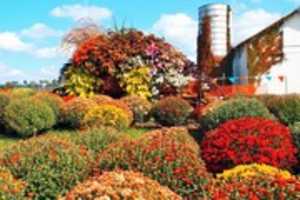 Free download fairville-mums-2016-10-03-stopper free photo or picture to be edited with GIMP online image editor