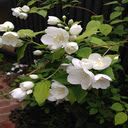 Fake jasmine wallpaper  screen for extension Chrome web store in OffiDocs Chromium