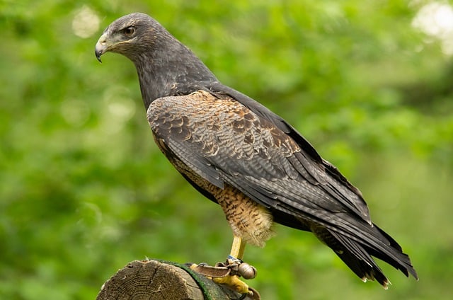 Free download falcon bird beak feathers buzzard free picture to be edited with GIMP free online image editor
